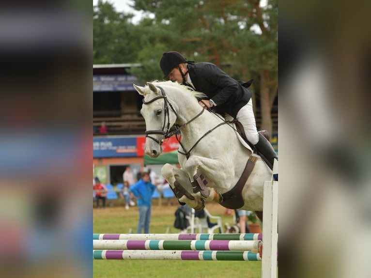 Deutsches Sportpferd Wallach 8 Jahre 170 cm Schimmel in Kalbe