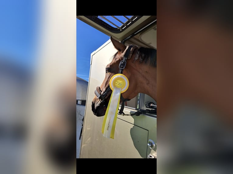 Deutsches Sportpferd Wallach 8 Jahre 172 cm Brauner in Ingolstadt
