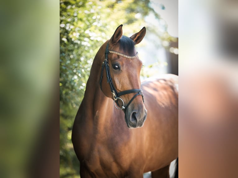 Deutsches Sportpferd Wallach 8 Jahre 172 cm Brauner in Ingolstadt