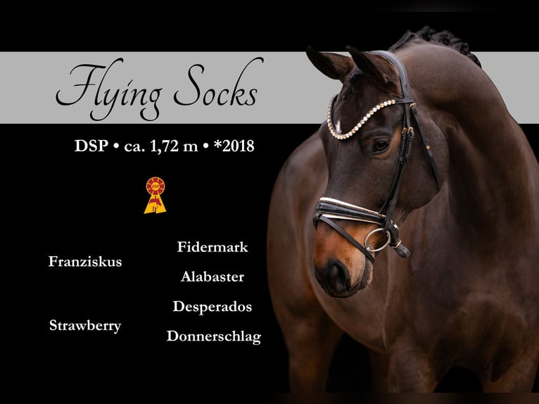 Deutsches Sportpferd Wallach 8 Jahre 172 cm Dunkelbrauner in Wehringen