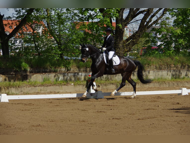 Deutsches Sportpferd Wallach 8 Jahre 172 cm Dunkelbrauner in Griesheim