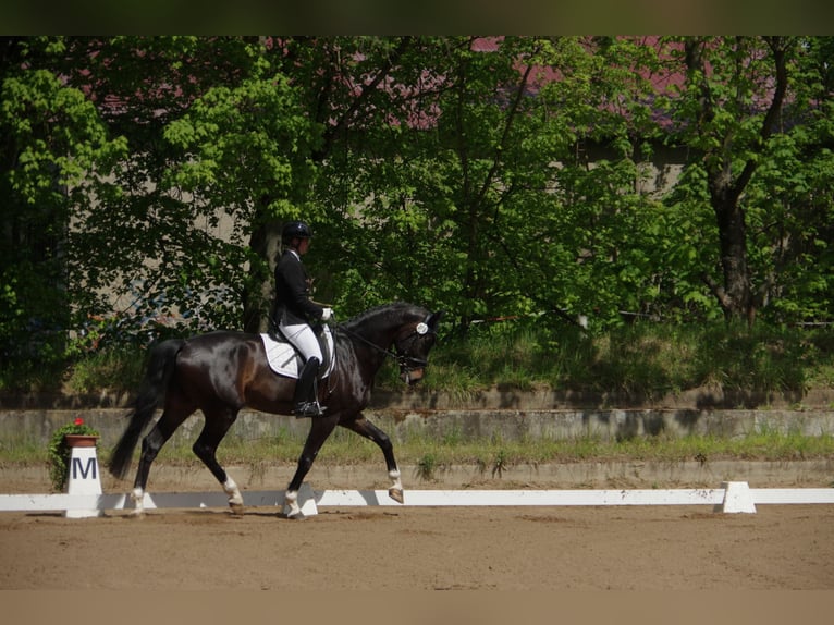 Deutsches Sportpferd Wallach 8 Jahre 172 cm Dunkelbrauner in Griesheim