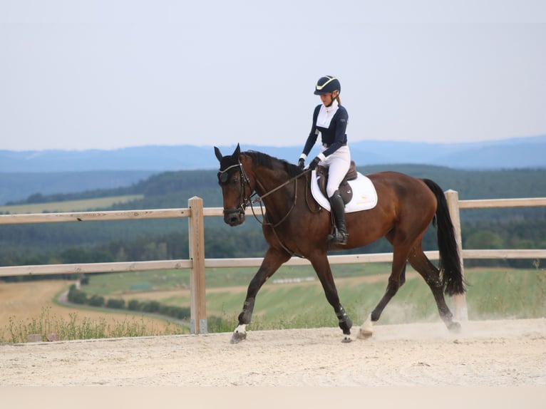 Deutsches Sportpferd Wallach 8 Jahre 172 cm Dunkelbrauner in Uhlstädt-Kirchhasel