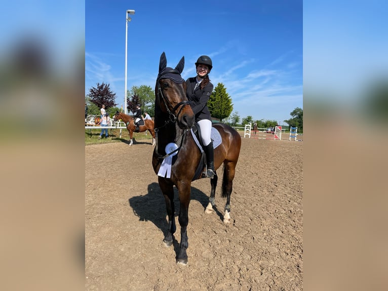 Deutsches Sportpferd Wallach 8 Jahre 172 cm Dunkelbrauner in Remagen