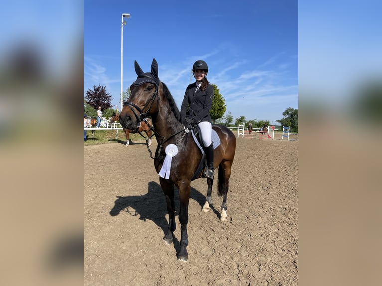 Deutsches Sportpferd Wallach 8 Jahre 172 cm Dunkelbrauner in Remagen