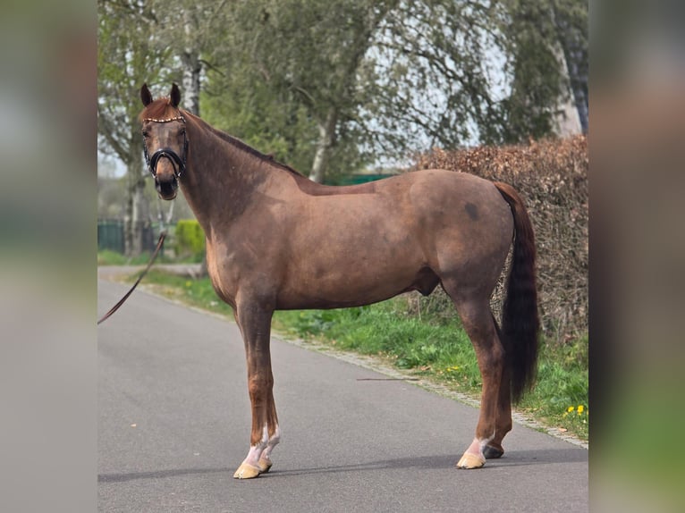 Deutsches Sportpferd Wallach 8 Jahre 172 cm Dunkelfuchs in Someren