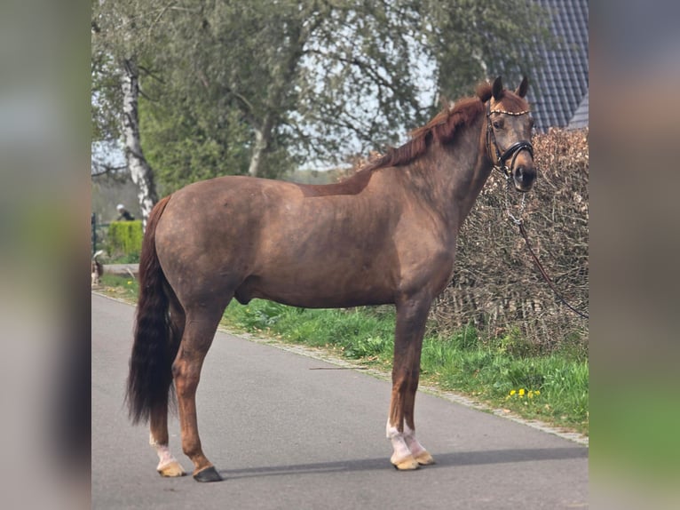 Deutsches Sportpferd Wallach 8 Jahre 172 cm Dunkelfuchs in Someren