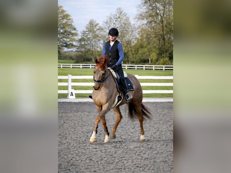 Deutsches Sportpferd Wallach 8 Jahre 172 cm Dunkelfuchs in Someren