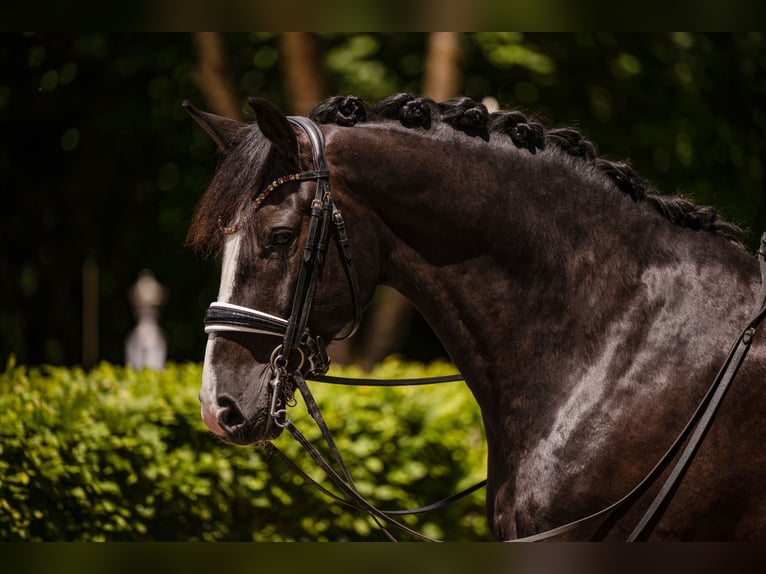 Deutsches Sportpferd Wallach 8 Jahre 172 cm Rappe in Wehringen