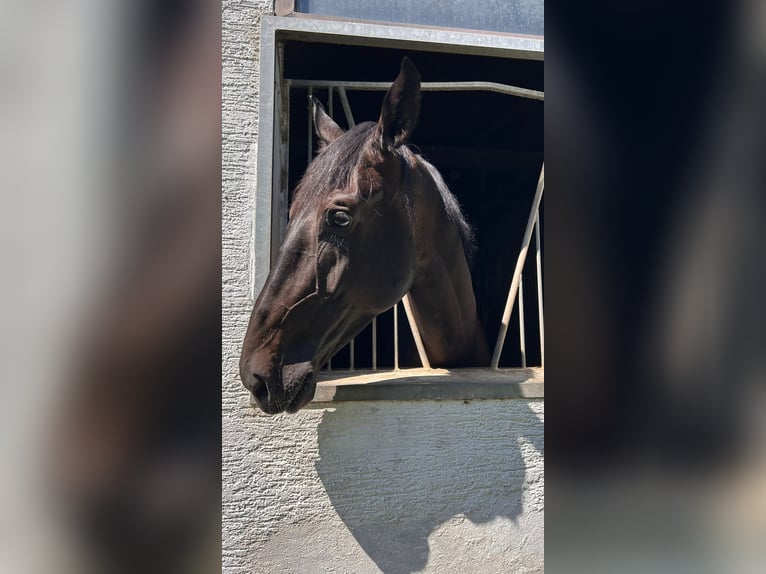 Deutsches Sportpferd Wallach 8 Jahre 172 cm Rappe in Rodgau