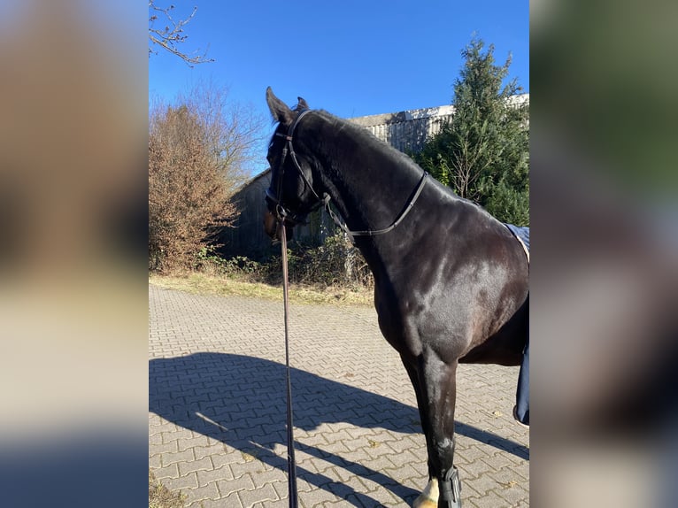 Deutsches Sportpferd Wallach 8 Jahre 172 cm Rappe in Rodgau