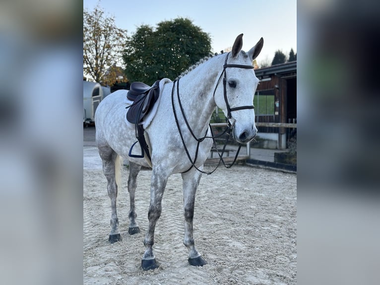 Deutsches Sportpferd Wallach 8 Jahre 172 cm Schimmel in Altusried