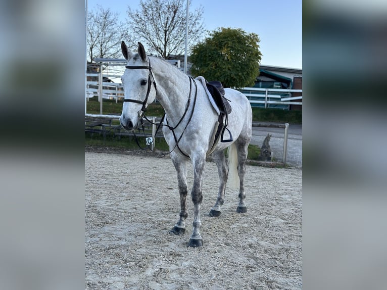 Deutsches Sportpferd Wallach 8 Jahre 172 cm Schimmel in Altusried