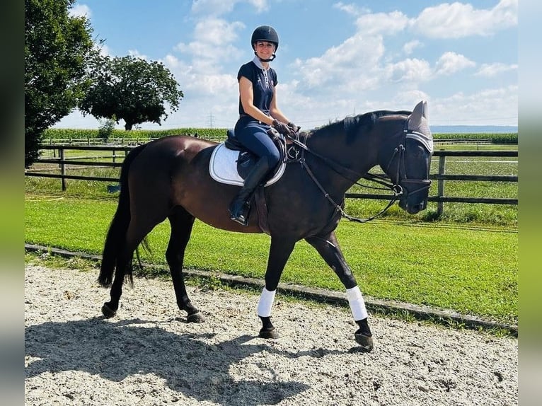 Deutsches Sportpferd Wallach 8 Jahre 173 cm Rappe in Endingen am Kaiserstuhl