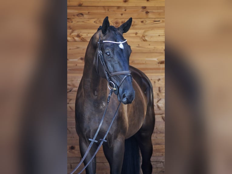Deutsches Sportpferd Wallach 8 Jahre 173 cm Rappe in Endingen am Kaiserstuhl