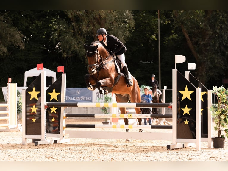 Deutsches Sportpferd Wallach 8 Jahre 174 cm Brauner in Kümmersbruck