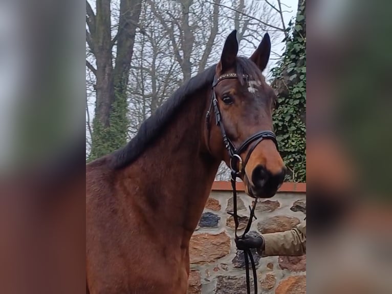Deutsches Sportpferd Wallach 8 Jahre 174 cm Brauner in Neustadt (Dosse)