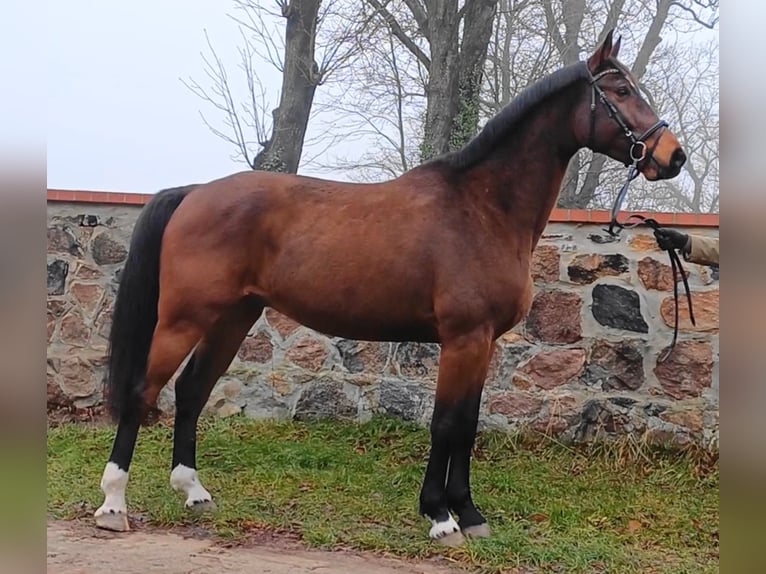 Deutsches Sportpferd Wallach 8 Jahre 174 cm Brauner in Neustadt (Dosse)