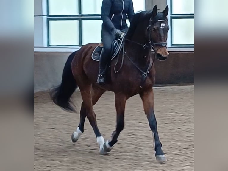 Deutsches Sportpferd Wallach 8 Jahre 174 cm Brauner in Neustadt (Dosse)