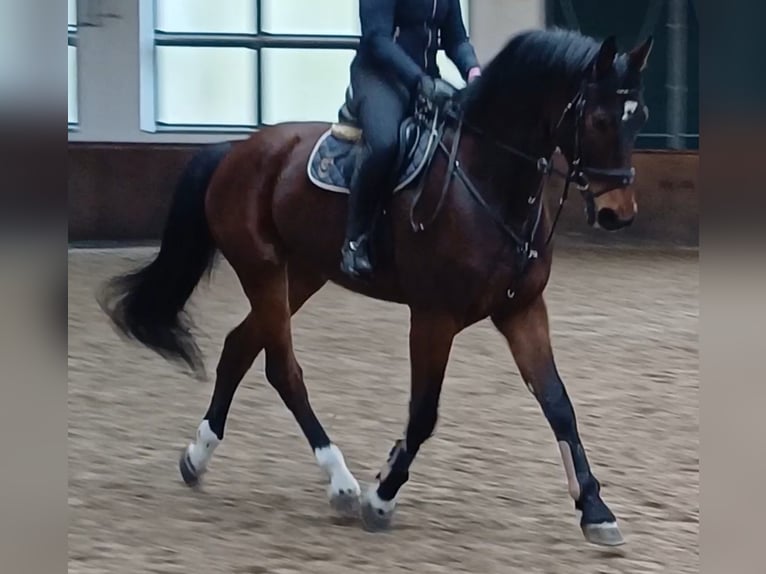 Deutsches Sportpferd Wallach 8 Jahre 174 cm Brauner in Neustadt (Dosse)