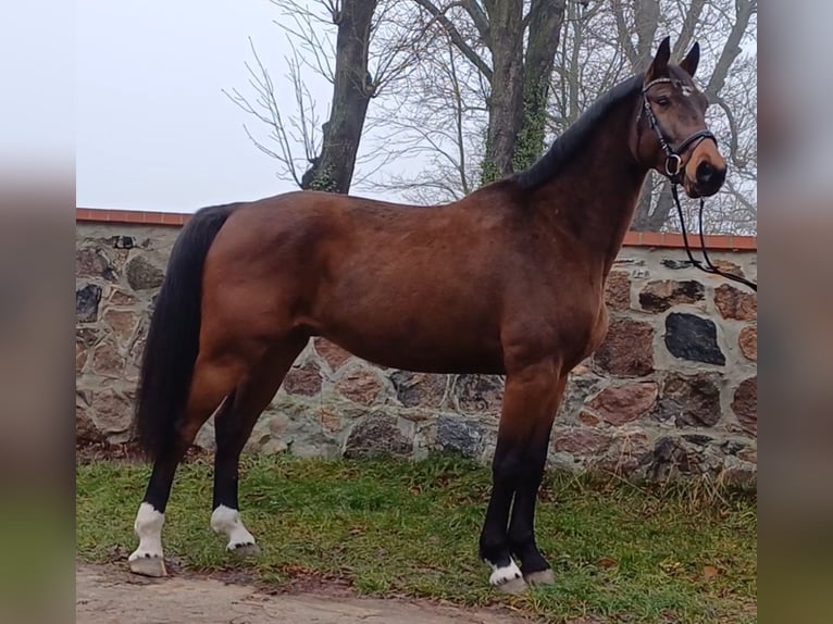 Deutsches Sportpferd Wallach 8 Jahre 174 cm Brauner in Neustadt (Dosse)