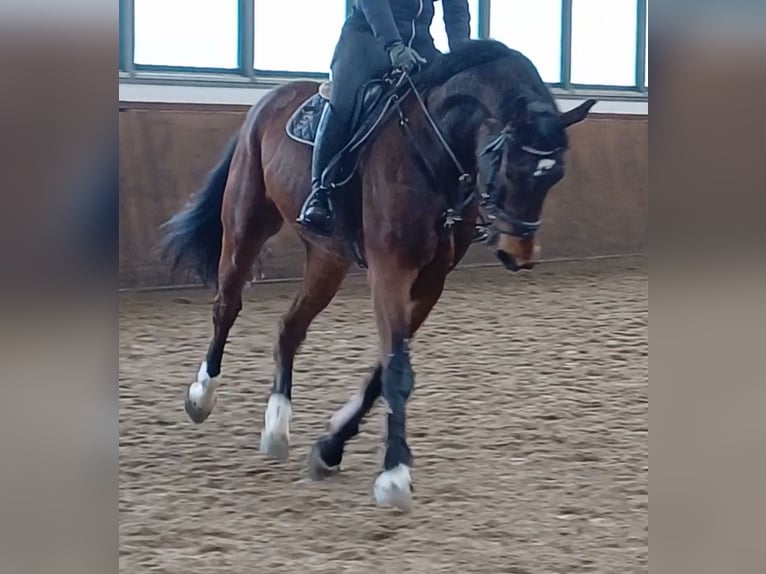 Deutsches Sportpferd Wallach 8 Jahre 174 cm Brauner in Neustadt (Dosse)