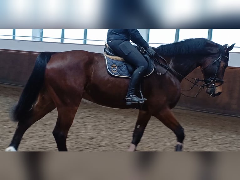 Deutsches Sportpferd Wallach 8 Jahre 174 cm Brauner in Neustadt (Dosse)