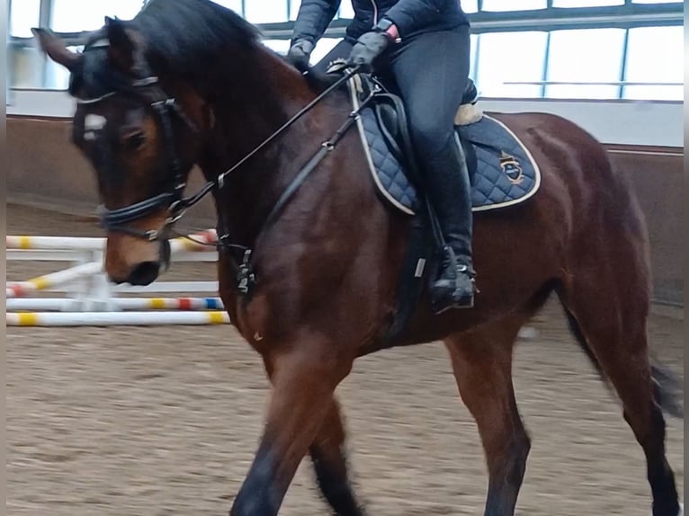Deutsches Sportpferd Wallach 8 Jahre 174 cm Brauner in Neustadt (Dosse)