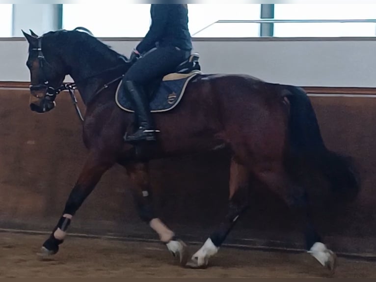Deutsches Sportpferd Wallach 8 Jahre 174 cm Brauner in Neustadt (Dosse)