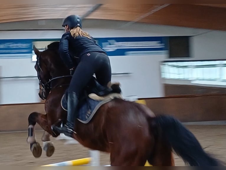 Deutsches Sportpferd Wallach 8 Jahre 174 cm Brauner in Neustadt (Dosse)