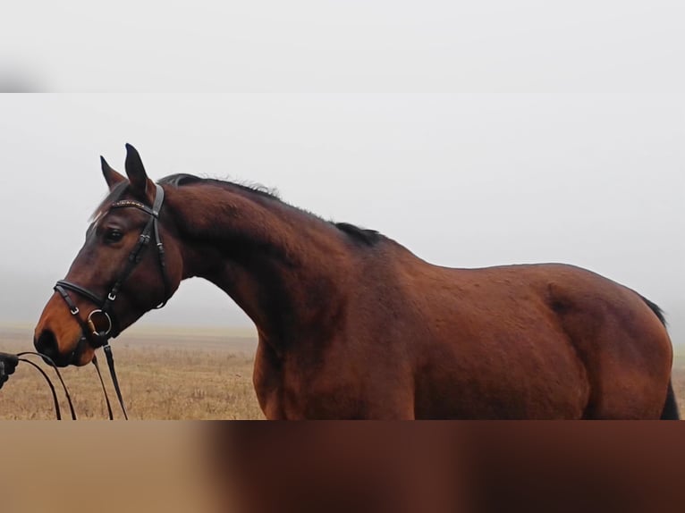 Deutsches Sportpferd Wallach 8 Jahre 174 cm Brauner in Neustadt (Dosse)