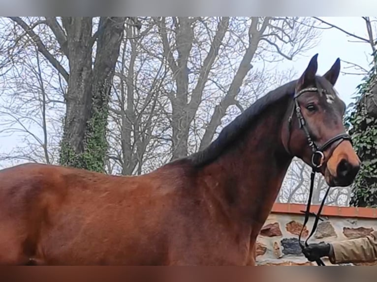 Deutsches Sportpferd Wallach 8 Jahre 174 cm Brauner in Neustadt (Dosse)