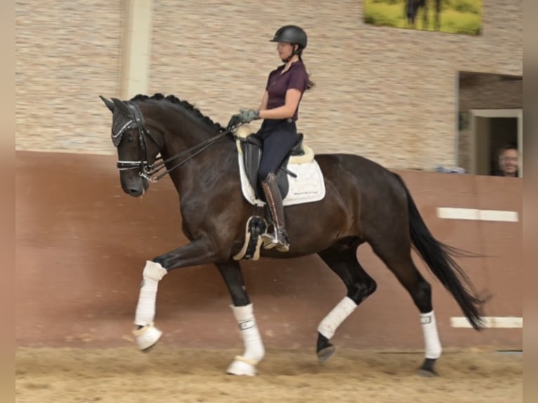 Deutsches Sportpferd Wallach 8 Jahre 174 cm Rappe in Wehringen