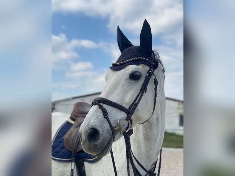 Deutsches Sportpferd Wallach 8 Jahre 174 cm Schimmel in Worms