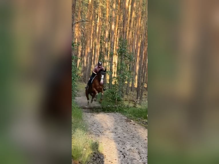 Deutsches Sportpferd Wallach 8 Jahre 175 cm Fuchs in Cottbus