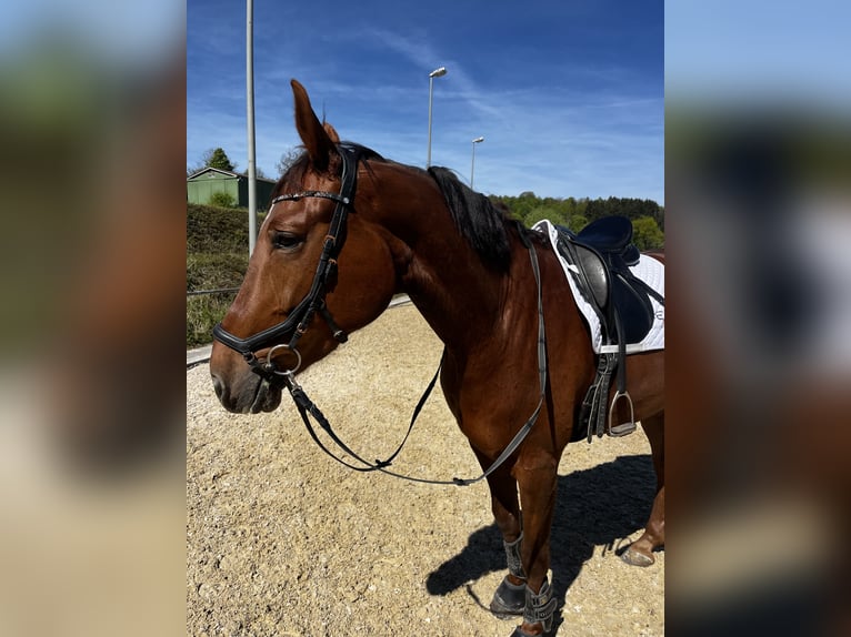 Deutsches Sportpferd Wallach 8 Jahre 175 cm Fuchs in Zöschingen
