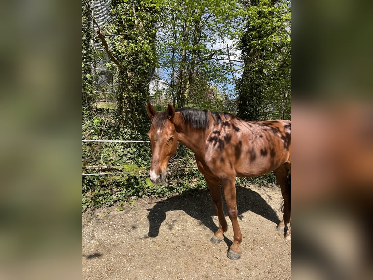 Deutsches Sportpferd Wallach 8 Jahre 175 cm Fuchs in Zöschingen