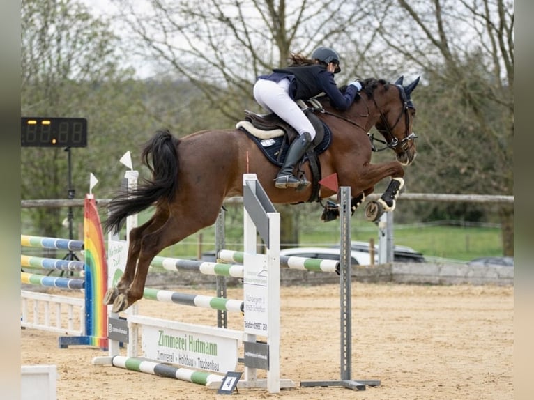 Deutsches Sportpferd Wallach 8 Jahre 175 cm Fuchs in Zöschingen