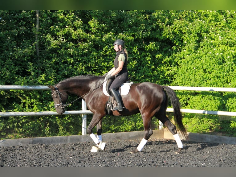 Deutsches Sportpferd Wallach 8 Jahre 175 cm Rappe in Neckargemünd