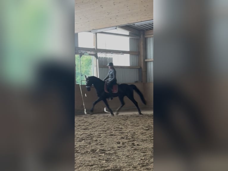 Deutsches Sportpferd Wallach 8 Jahre 175 cm Schwarzbrauner in Bad Abbach