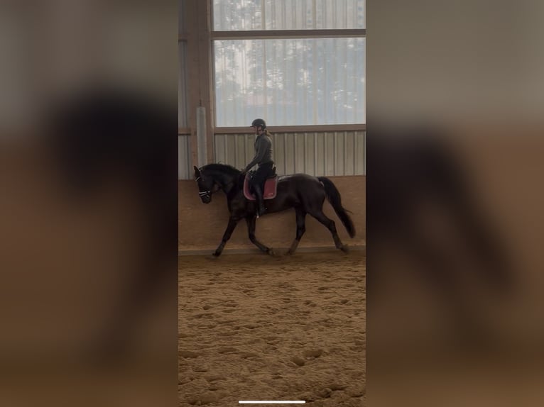 Deutsches Sportpferd Wallach 8 Jahre 175 cm Schwarzbrauner in Bad Abbach