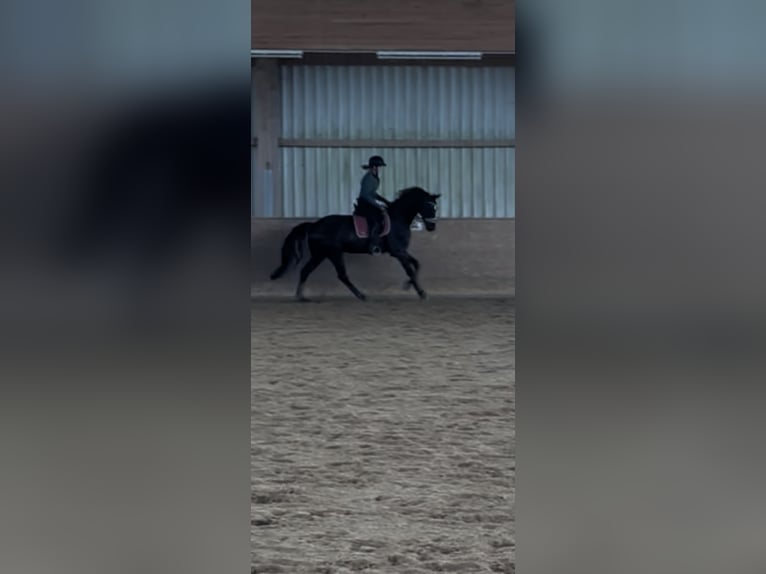 Deutsches Sportpferd Wallach 8 Jahre 175 cm Schwarzbrauner in Bad Abbach