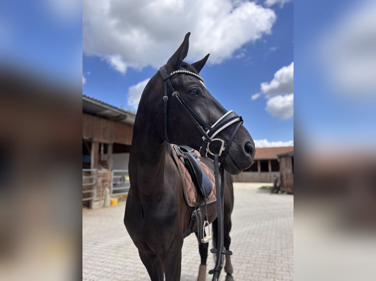 Deutsches Sportpferd Wallach 8 Jahre 175 cm Schwarzbrauner in Bad Abbach