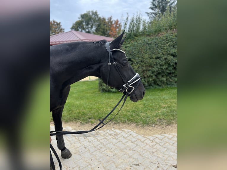 Deutsches Sportpferd Wallach 8 Jahre 175 cm Schwarzbrauner in Regensburg