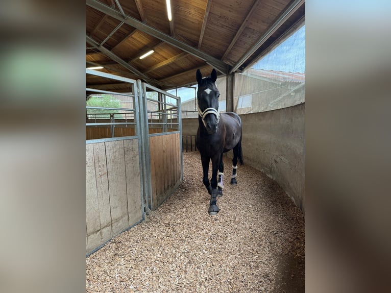 Deutsches Sportpferd Wallach 8 Jahre 175 cm Schwarzbrauner in Regensburg