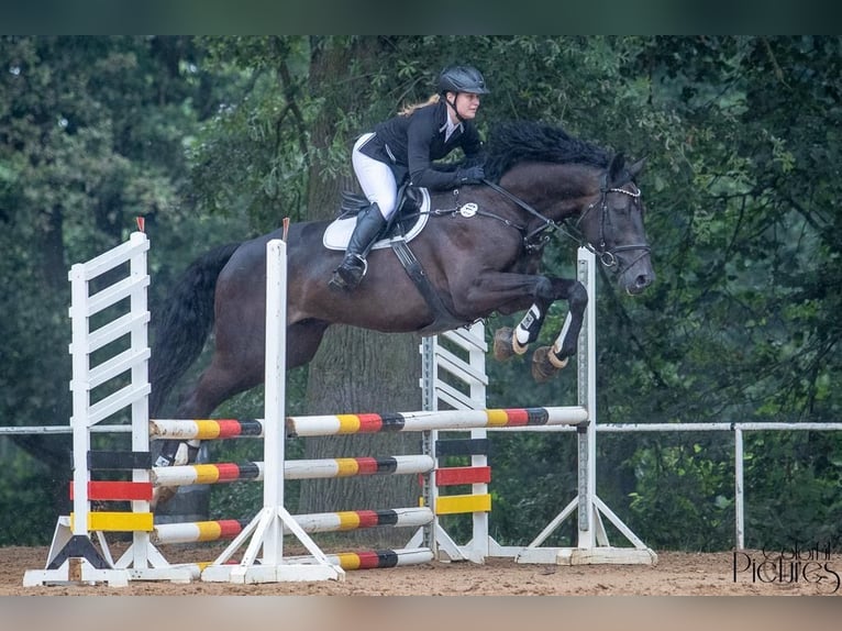 Deutsches Sportpferd Wallach 8 Jahre 175 cm Schwarzbrauner in Leipzig