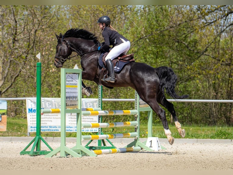 Deutsches Sportpferd Wallach 8 Jahre 175 cm Schwarzbrauner in Leipzig