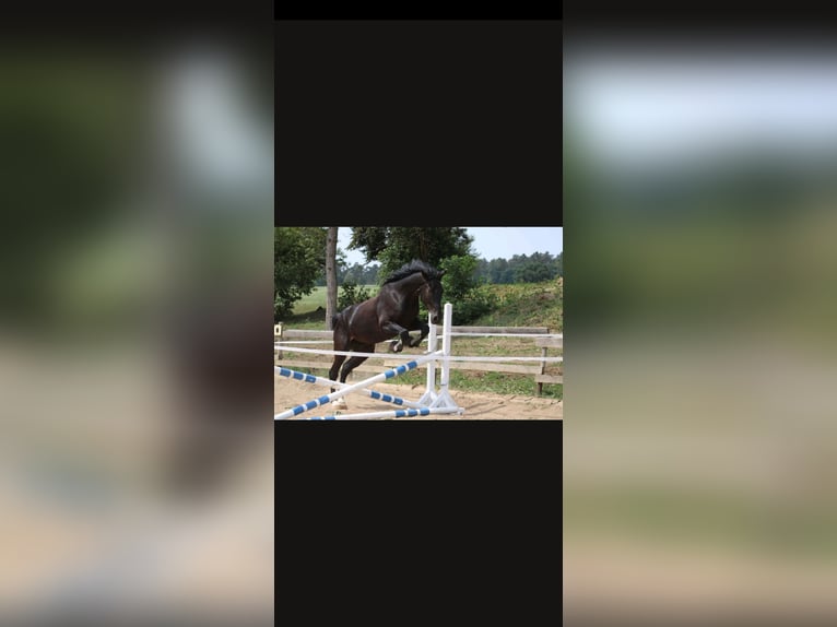 Deutsches Sportpferd Wallach 8 Jahre 176 cm Rappe in Bad M&#xFC;nstereifel