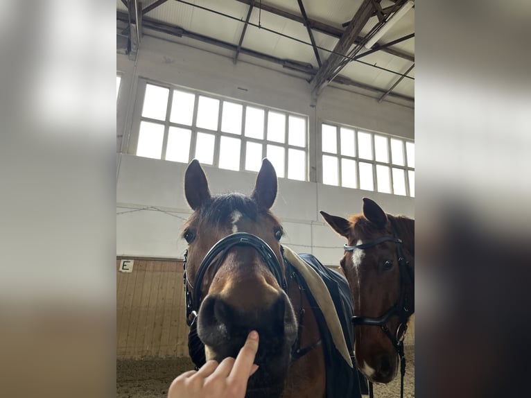 Deutsches Sportpferd Wallach 8 Jahre 177 cm Brauner in Burgst&#xE4;dtBurgst&#xE4;dt