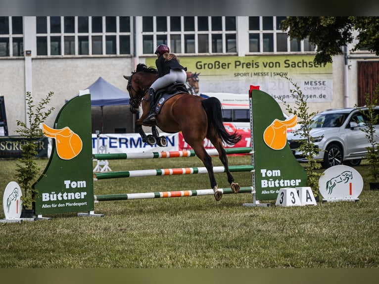 Deutsches Sportpferd Wallach 8 Jahre 177 cm Brauner in Burgst&#xE4;dtBurgst&#xE4;dt